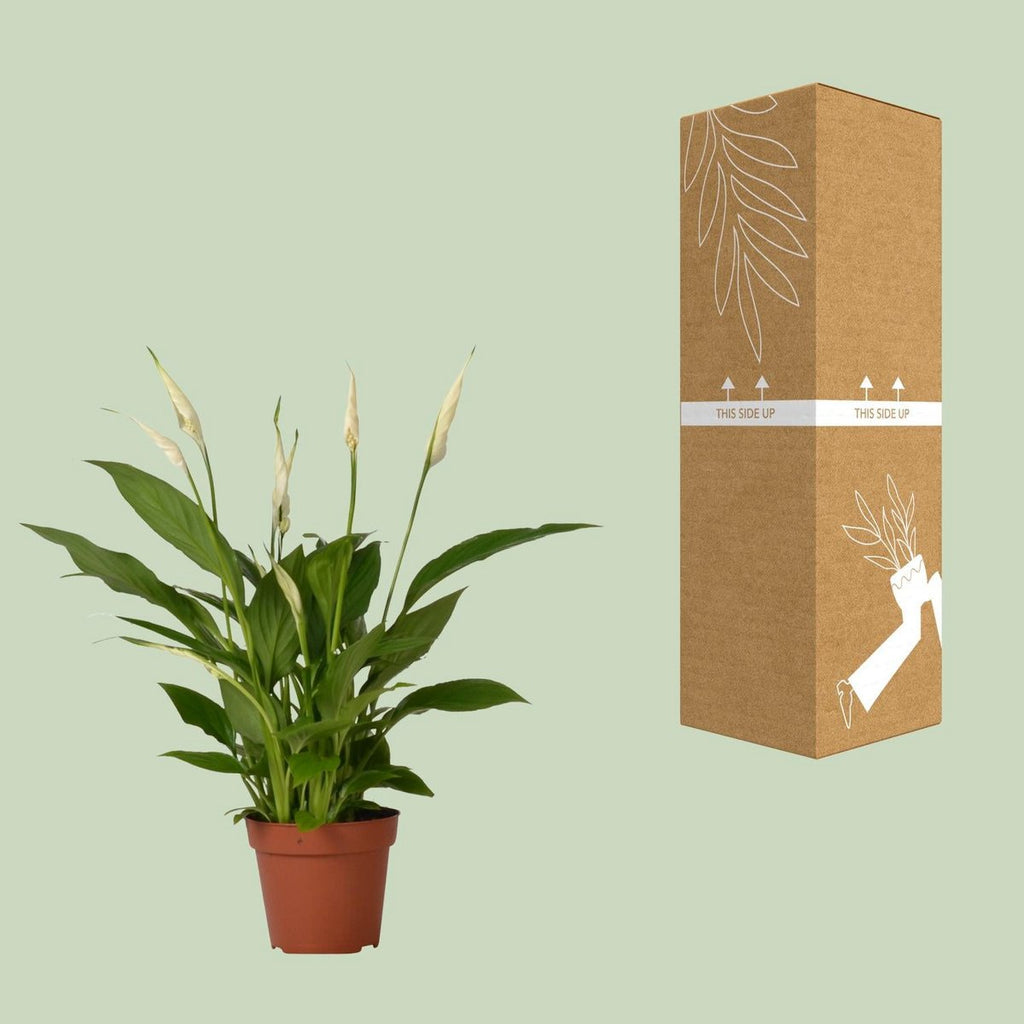 Spathiphyllum Bingo Cupido neben bruch- und transportsicherer Versandverpackung
