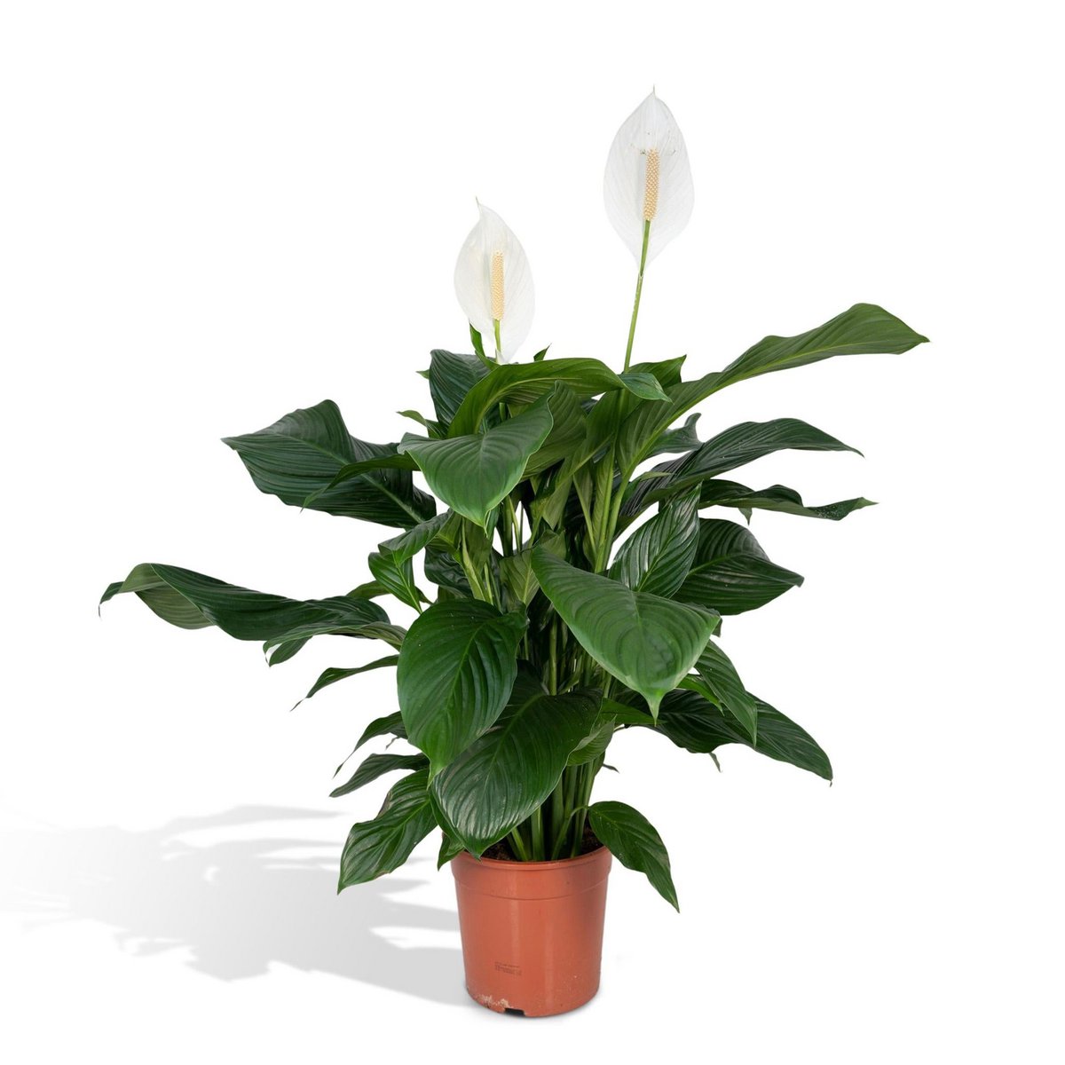 Spathiphyllum (Friedenslilie) im Ø19 cm Topf freigestellt auf weißem Hintergrund, ca. 80 cm hoch