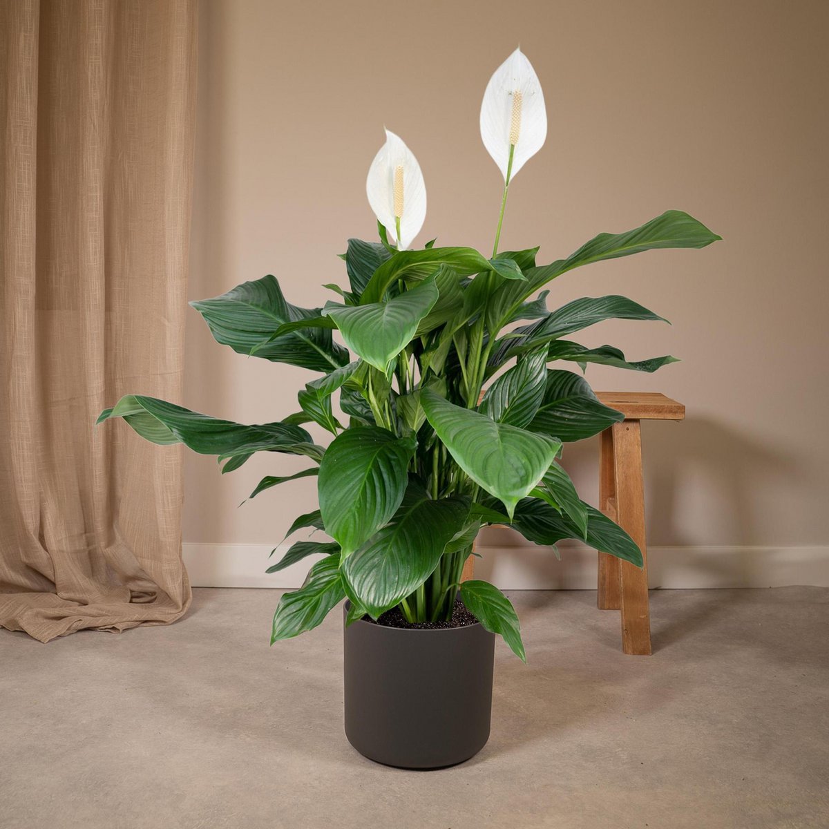 Spathiphyllum (Friedenslilie) im Ø19 cm Topf im Wohnzimmer vor einem Tisch mit Pflanztopf