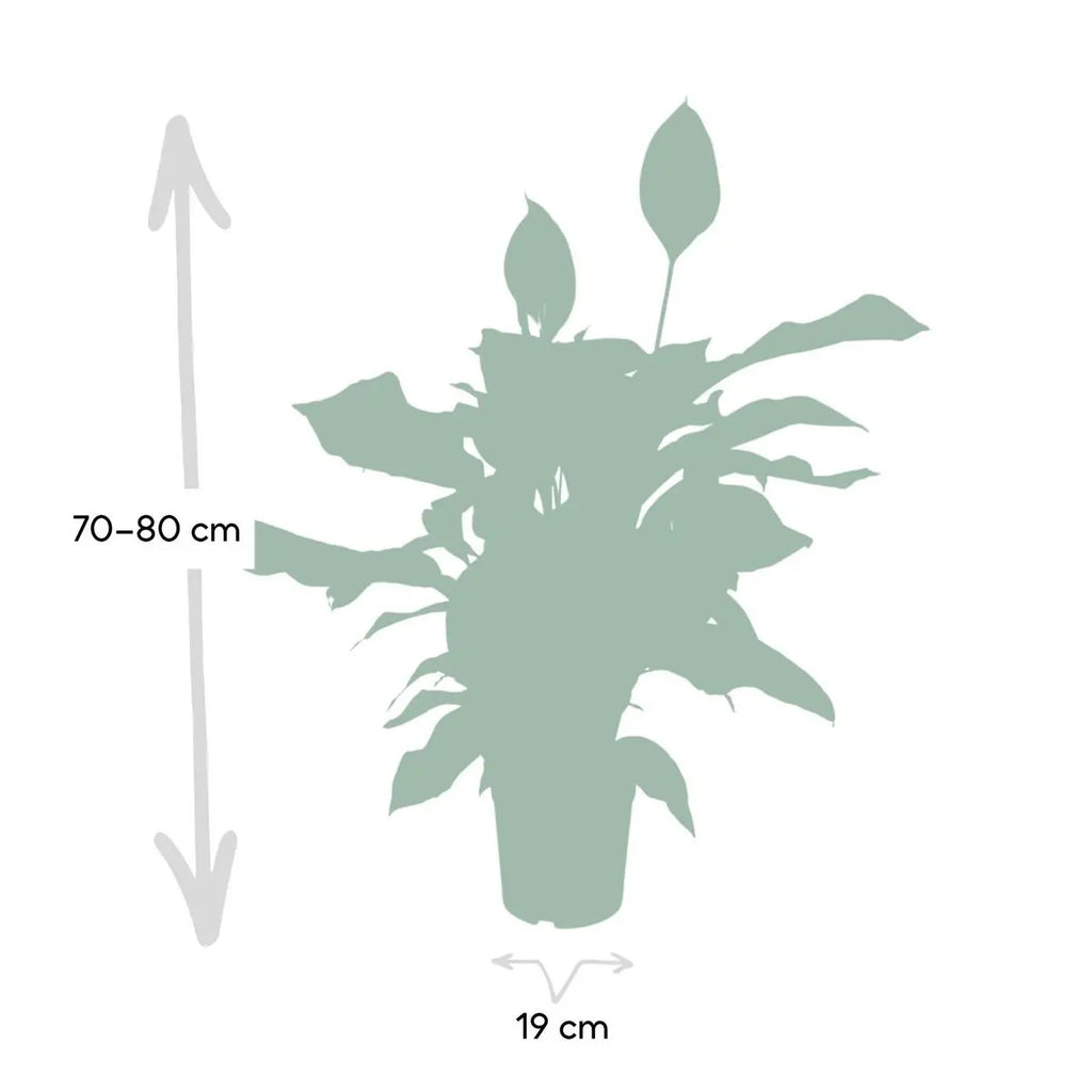 Spathiphyllum Lieferhöhe ca. 80 cm – Größenvergleich bei Lieferung