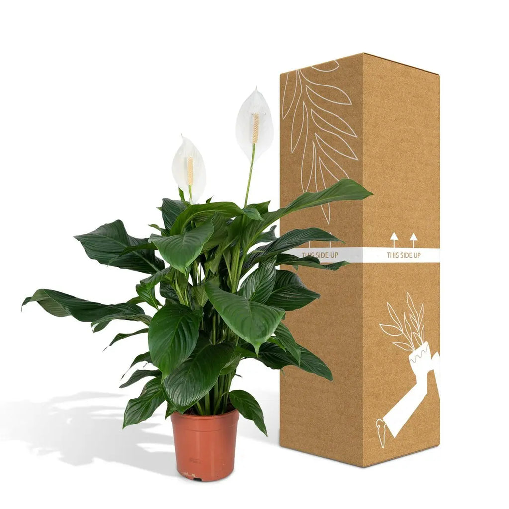 Spathiphyllum (Friedenslilie) neben bruch- und transportsicherer Versandverpackung