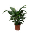 Spathiphyllum Sweet Silvana im Ø24 cm Topf freigestellt auf weißem Hintergrund, ca. 80 cm