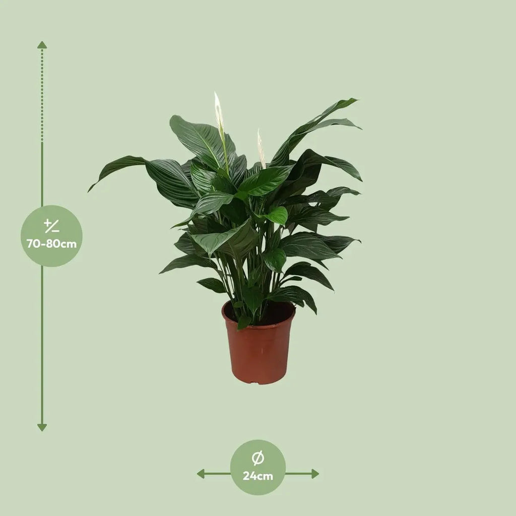 Spathiphyllum Sweet Silvana Lieferhöhe ca. 80 cm – Größenvergleich bei Lieferung