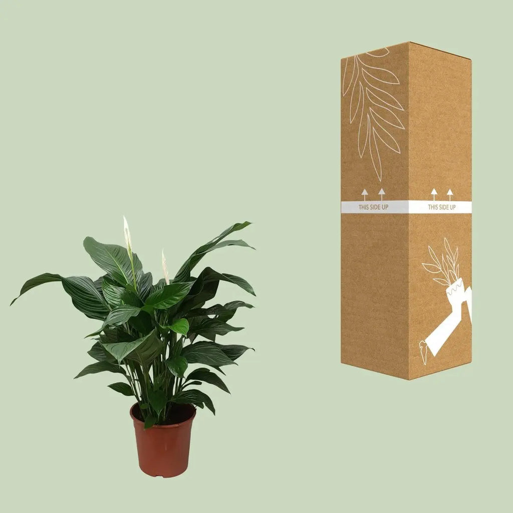 Spathiphyllum Sweet Silvana neben bruch- und transportsicherer Versandverpackung