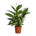Spathiphyllum Vivaldi (Einblatt) im Ø17 cm Topf freigestellt auf weißem Hintergrund, ca. 70 cm