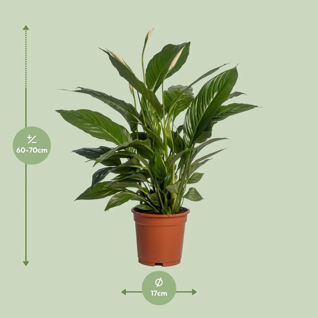 Spathiphyllum Vivaldi Lieferhöhe ca. 70 cm – Größenvergleich bei Lieferung