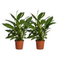 Spathiphyllum Vivaldi Set (2 Pflanzen) im Ø17 cm Topf freigestellt auf weißem Hintergrund
