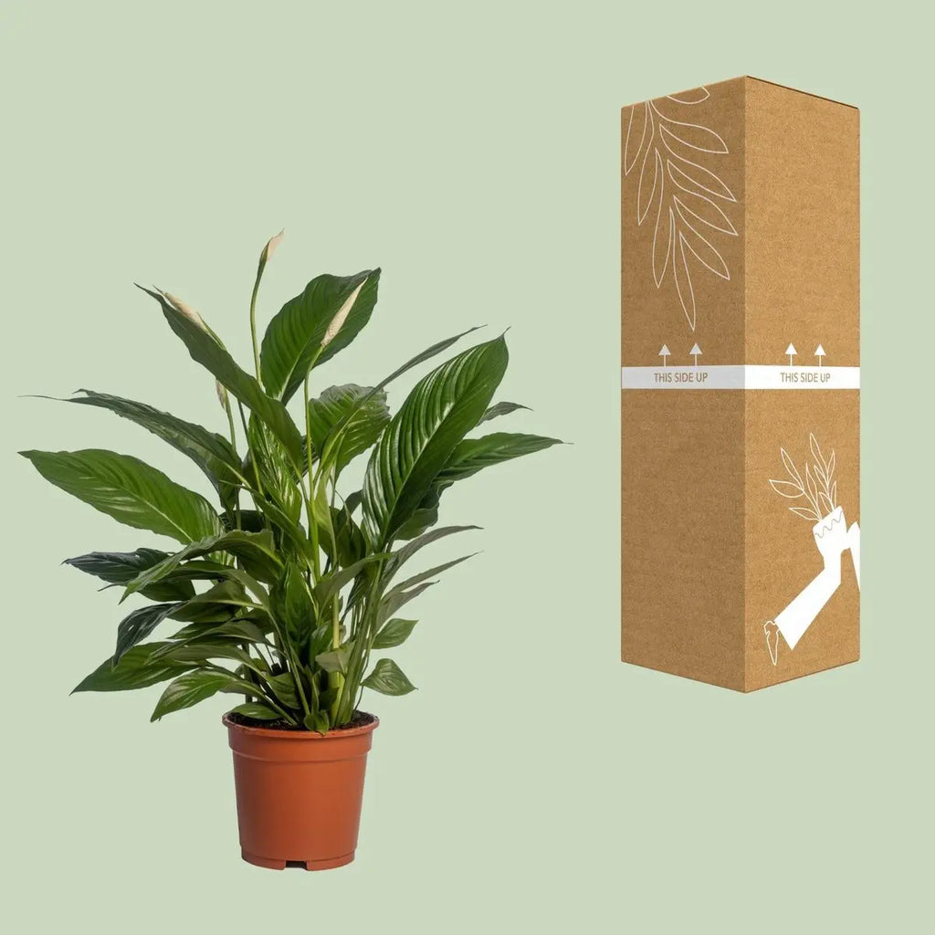 Spathiphyllum Vivaldi neben bruch- und transportsicherer Versandverpackung