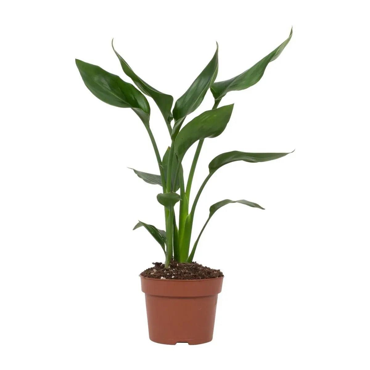 Strelitzia Blattdetail – kräftig grünes, tropisches Blattwerk