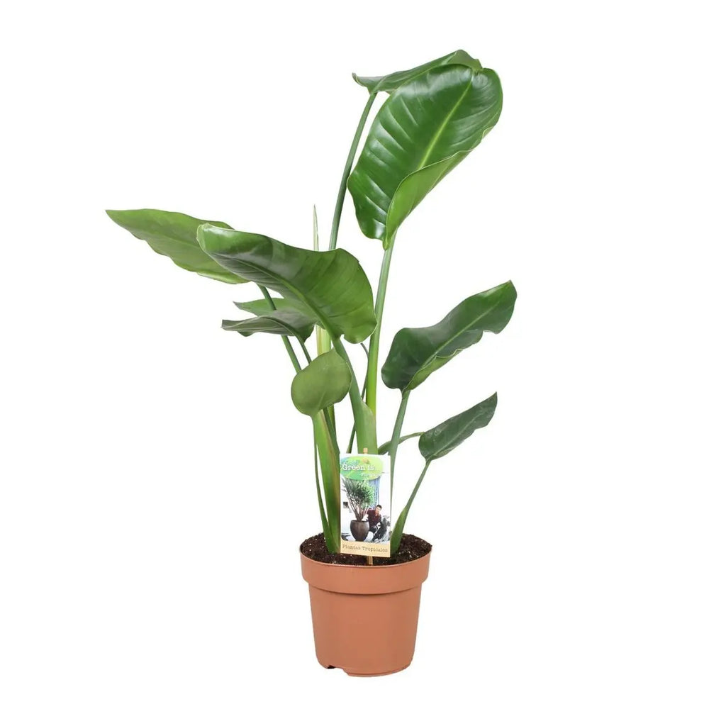 Strelitzia nicolai im Ø17 cm Topf, ca. 60 cm freigestellt auf weißem Hintergrund