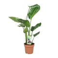 Strelitzia nicolai im Ø17 cm Topf, ca. 60 cm freigestellt auf weißem Hintergrund