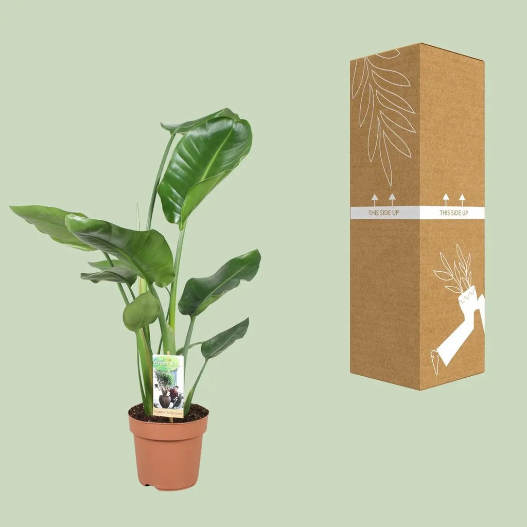 strelitzia-nicolai-17cm-sichere-versandverpackung