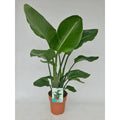 Strelitzia nicolai im Ø19 cm Topf freigestellt auf weißem Hintergrund, ca. 95 cm hoch