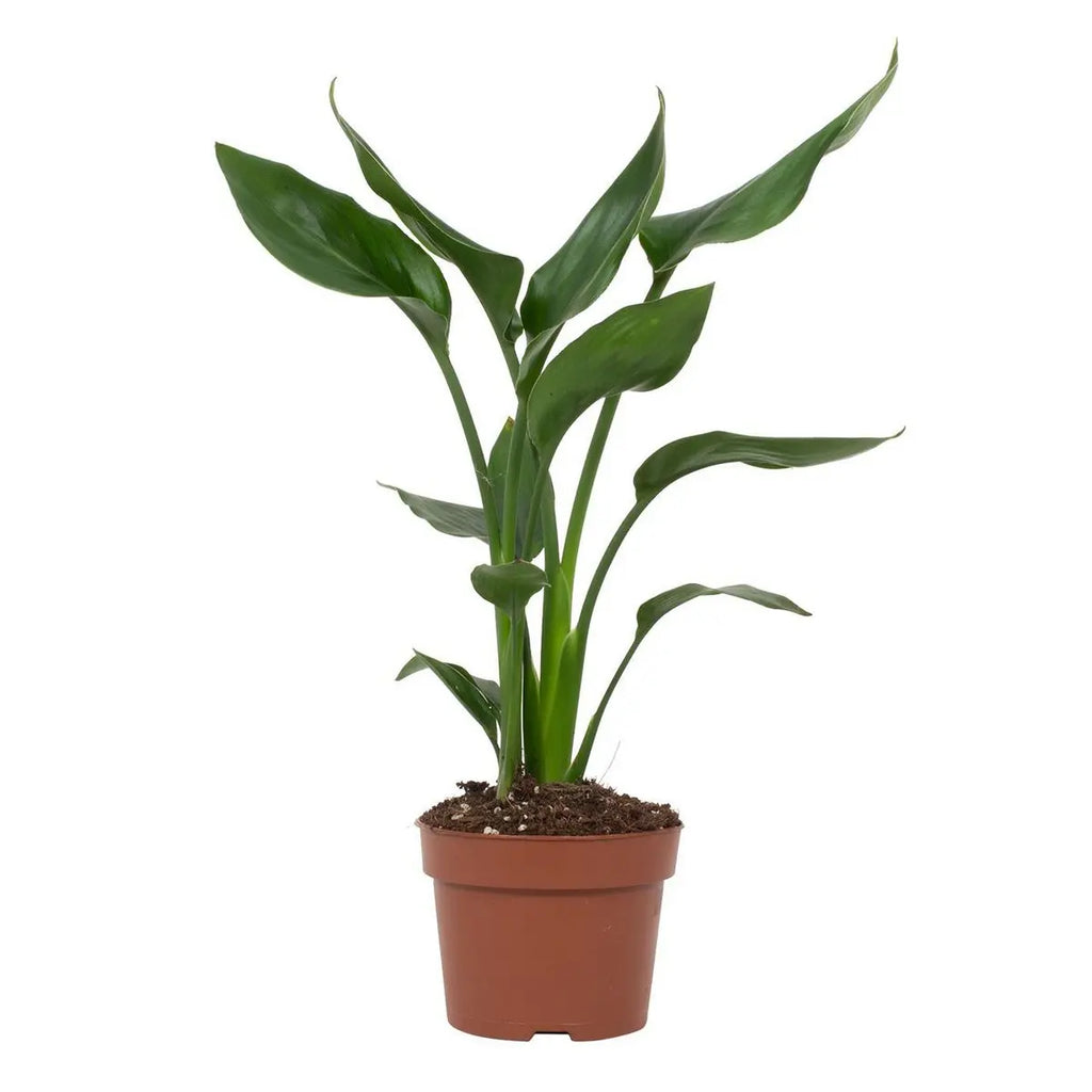 Strelitzia am hellen Standort mit indirektem Licht – ideal für Innenräume