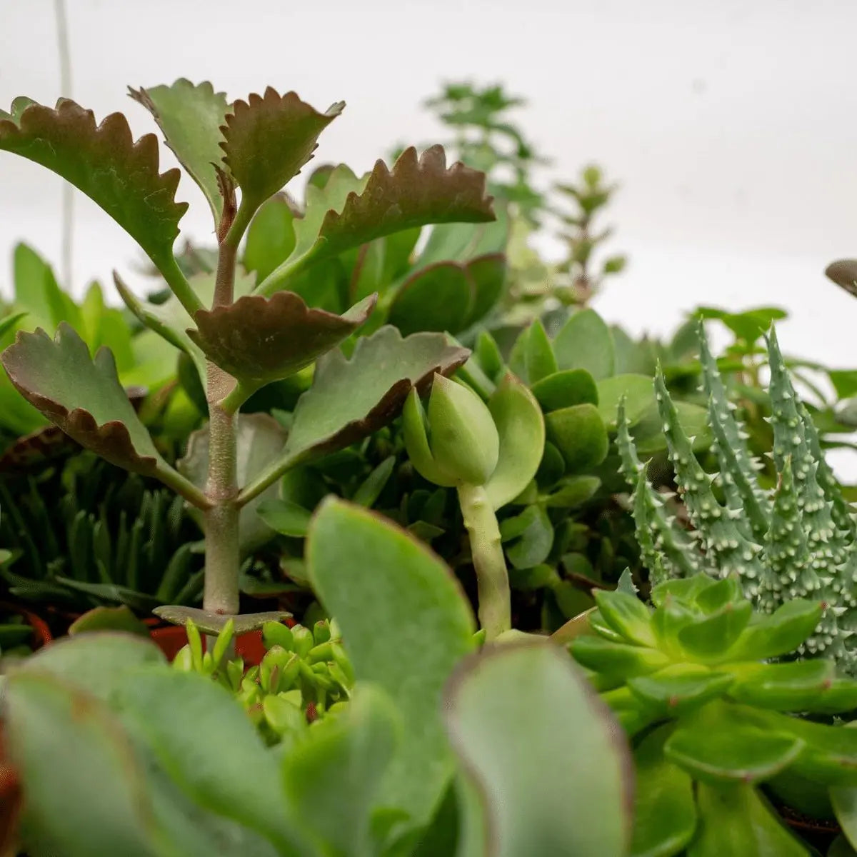 Sukkulenten Mischung – unterschiedliche Blattformen und Farben (Detail)