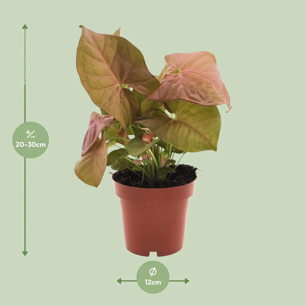 yngonium Neon Lieferhöhe ca. 25 cm – Größenvergleich bei Lieferung