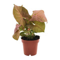 Syngonium Neon (Pfeilblatt) im Ø12 cm Topf freigestellt auf weißem Hintergrund, ca. 25 cm