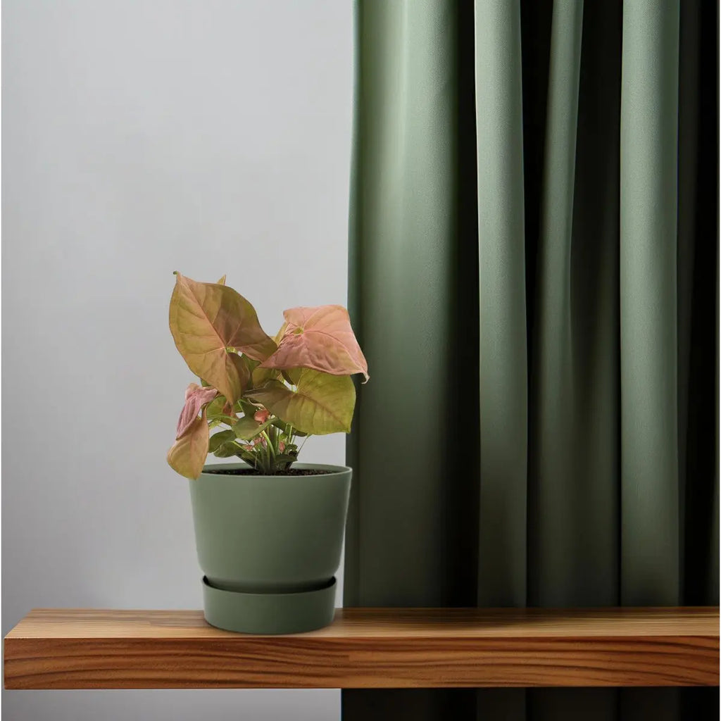 Syngonium Neon (Pfeilblatt) auf der Fensterbank vor einer Gardine