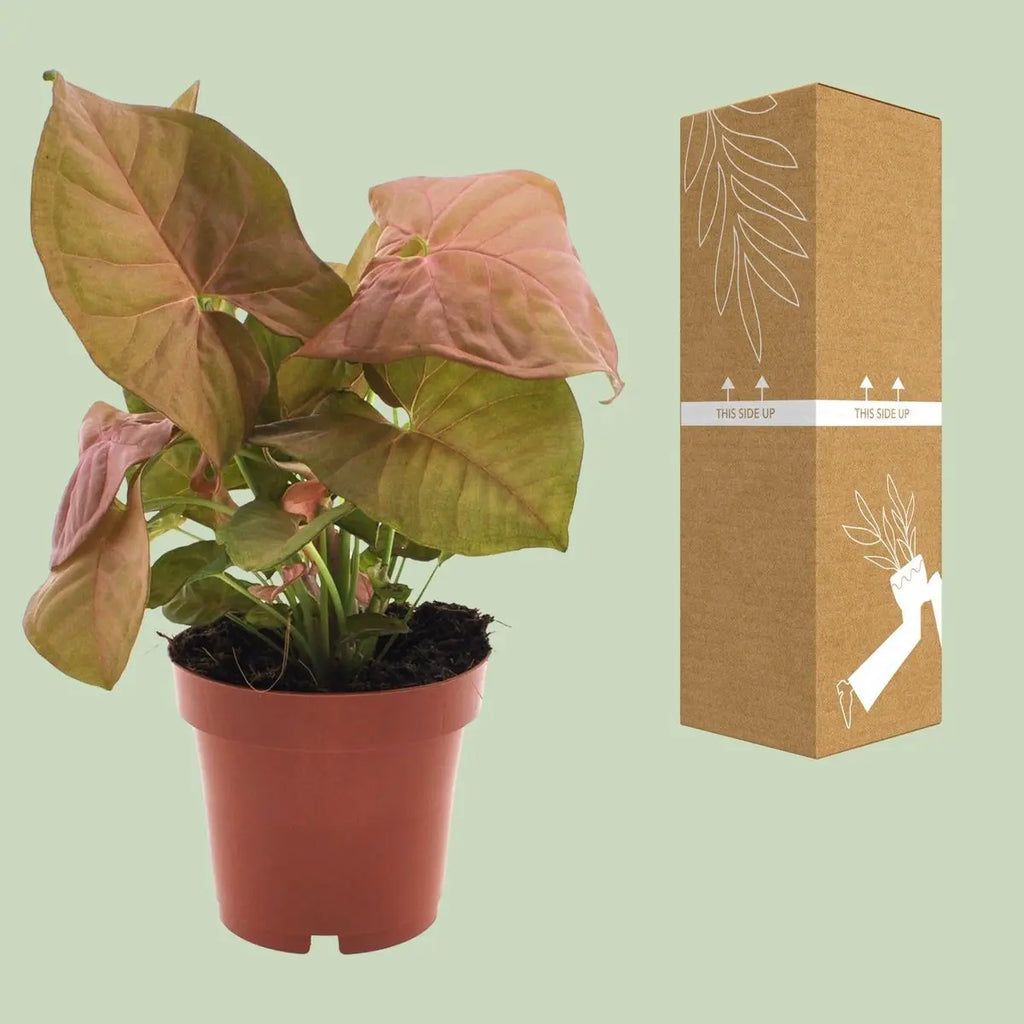syngonium-neon-sichere-versandverpackung-12cm