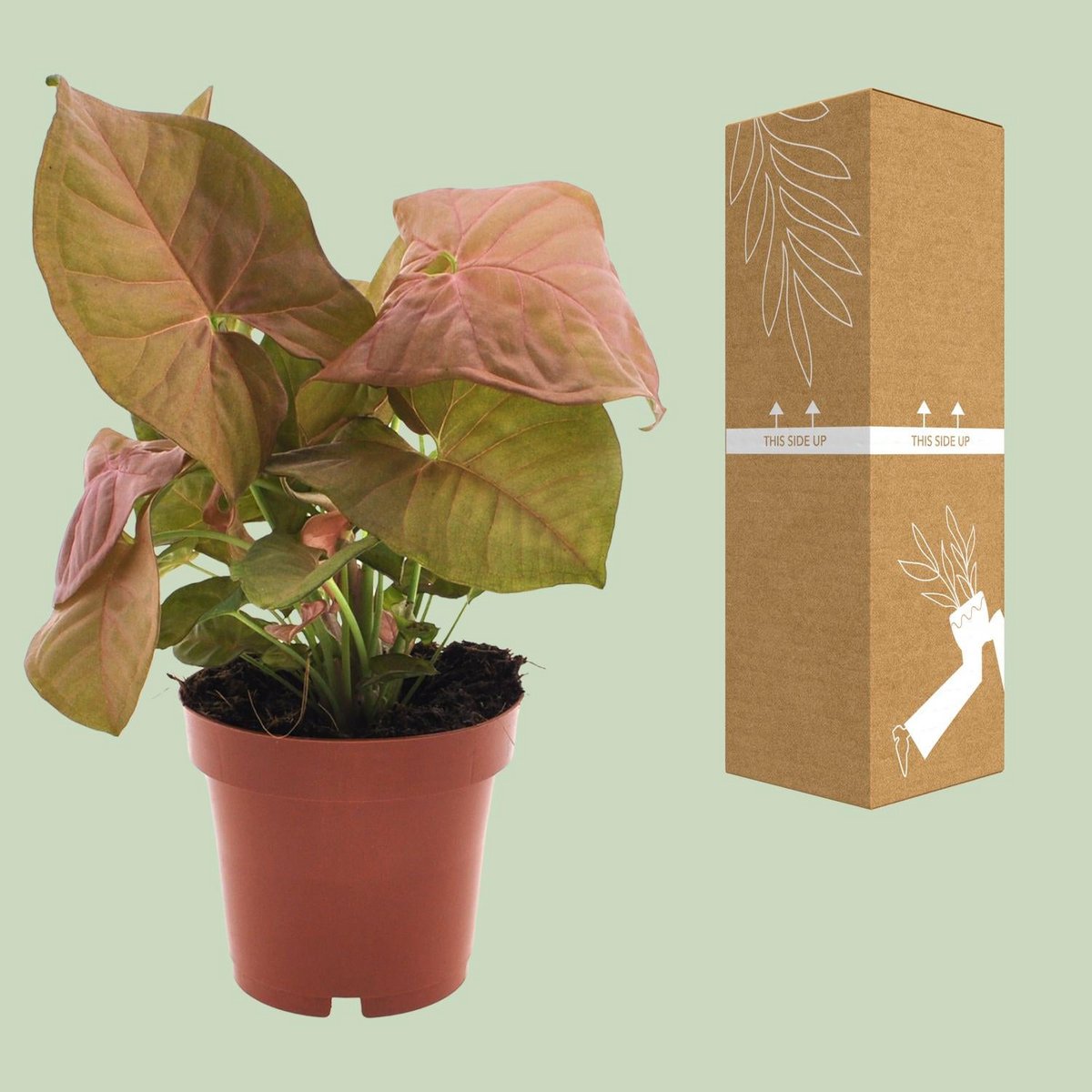 syngonium-neon-sichere-versandverpackung-12cm