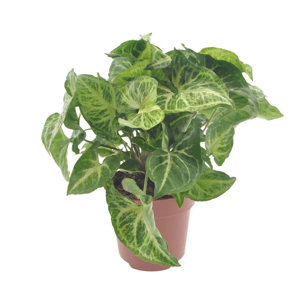 syngonium-pfeilblatt-12cm-freigestellt-weiss-25cm