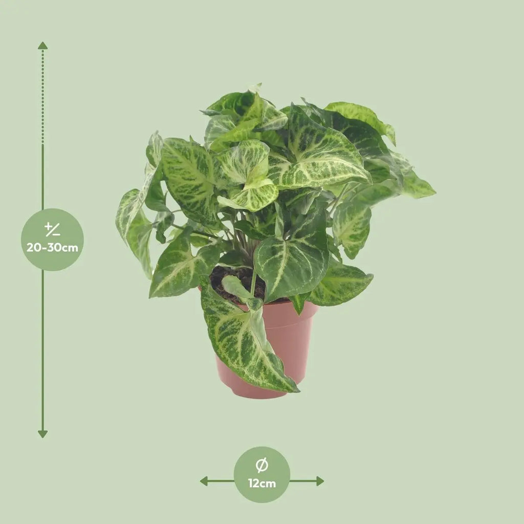 Syngonium Pfeilblatt Lieferhöhe ca. 25 cm – Größenvergleich bei Lieferung