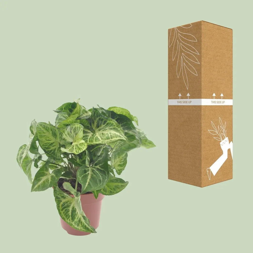 Syngonium Pfeilblatt neben bruch- und transportsicherer Versandverpackung