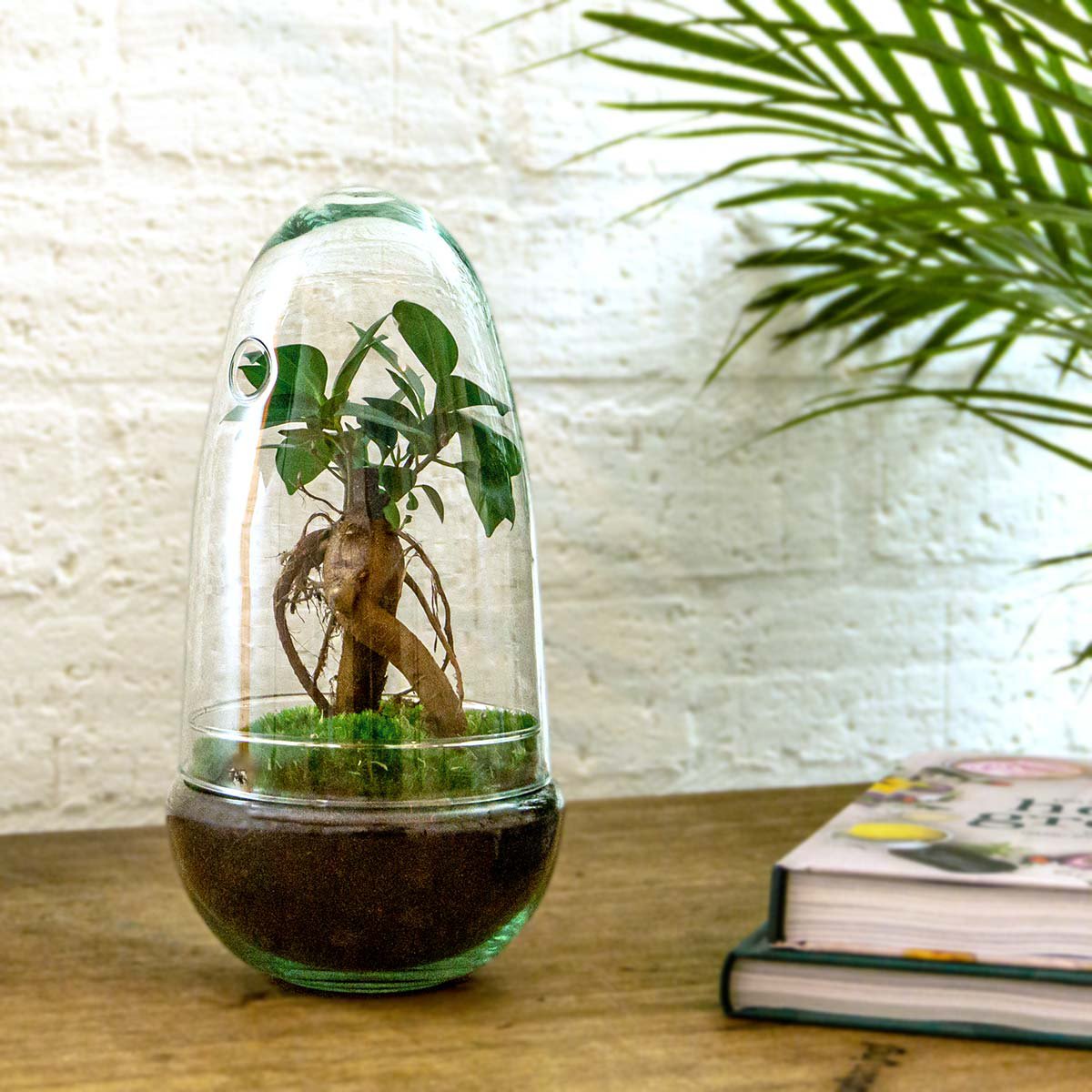 DIY Terrarium mit Ficus Ginseng Bonsai Ø12 cm Höhe 25 cm