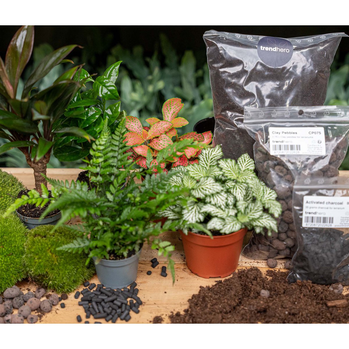 terrarium-pflanzenmix-fittonia-coffea-farn-palme 2