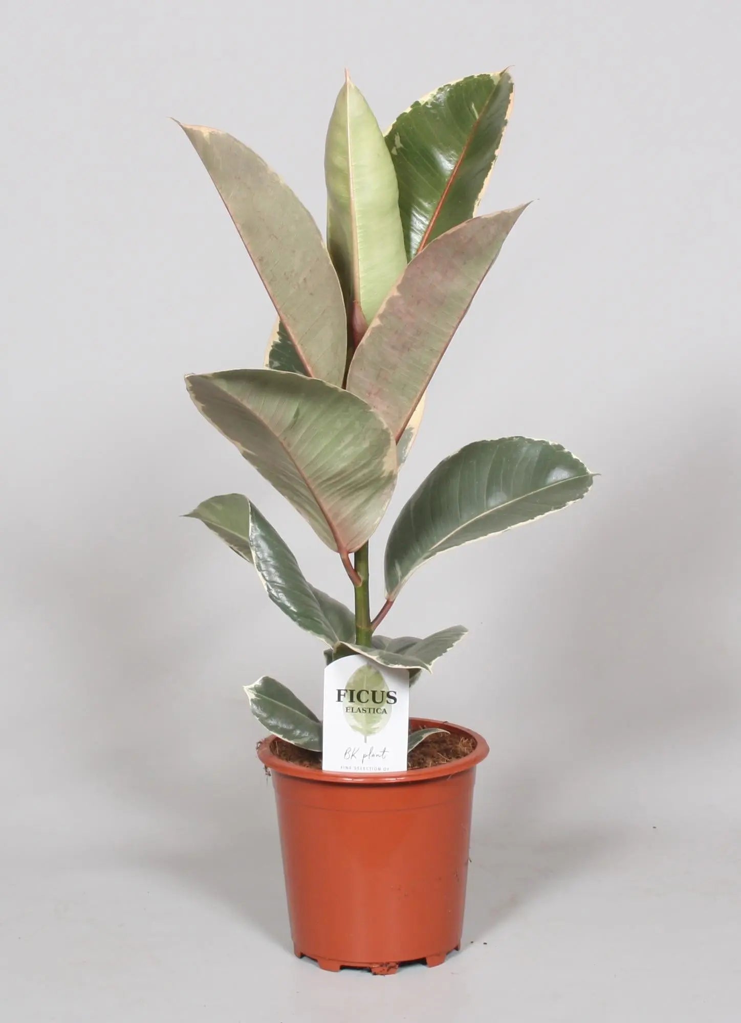 Ficus elastica - Gummibaum