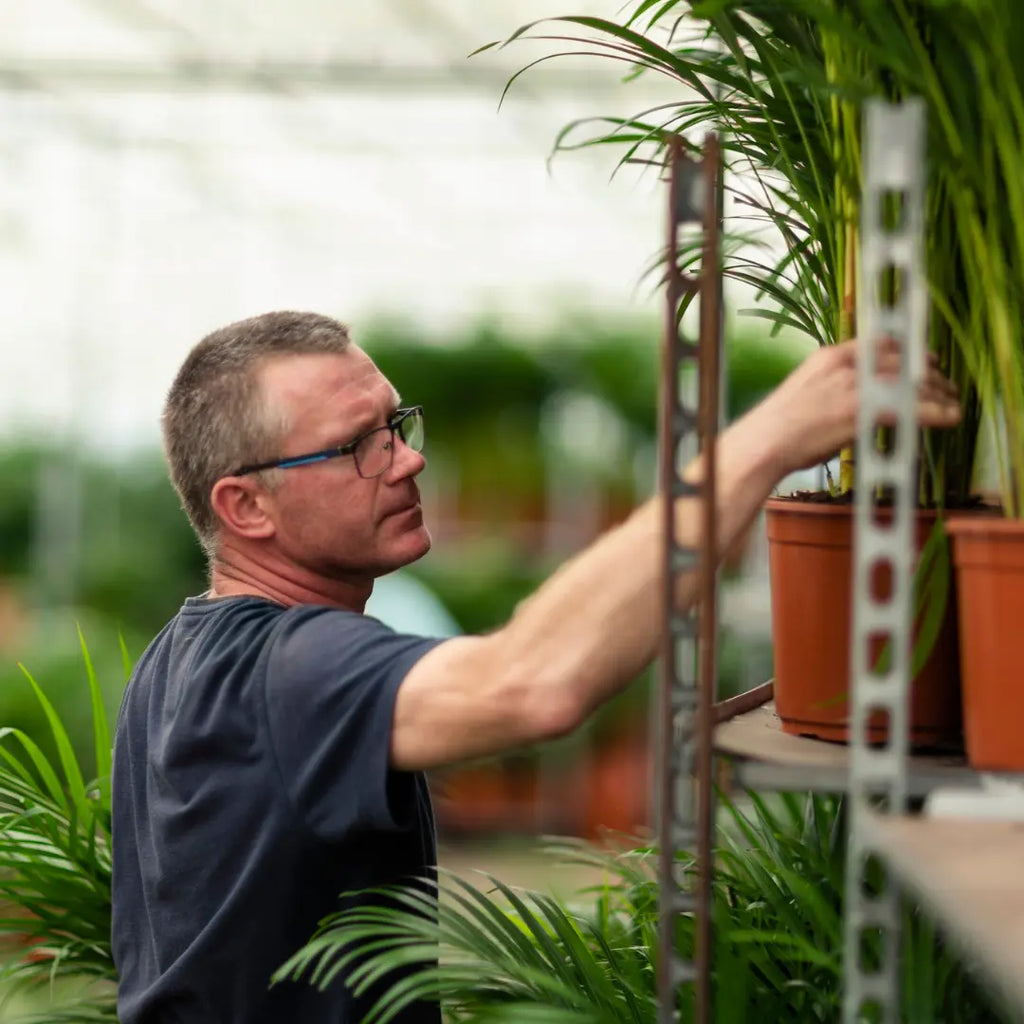 Dypsis lutescens - Areca-, Goldfruchtpalme