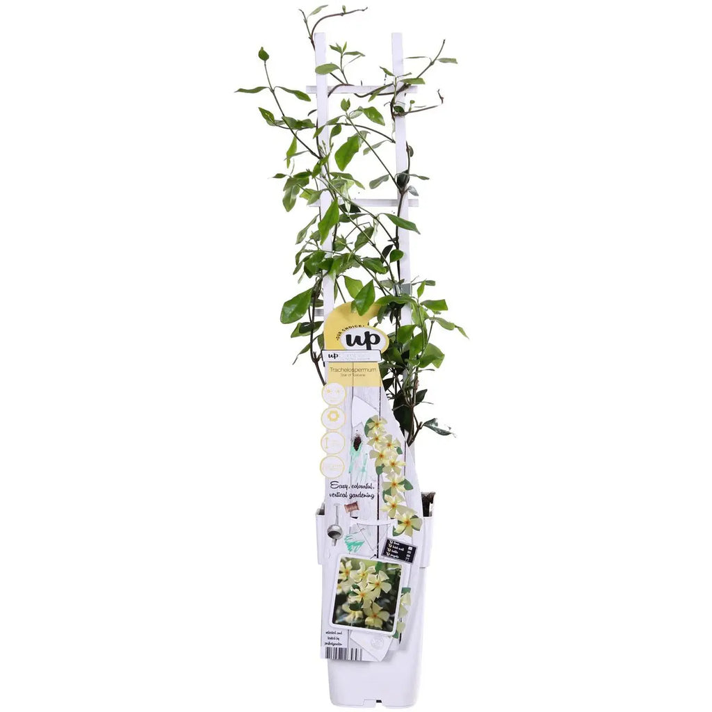 Trachelospermum Stern von Toscana Sternjasmin gelb am Spalier