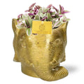 tradescantia-sweet-elefanten-topf-gold-gesamtansicht-1