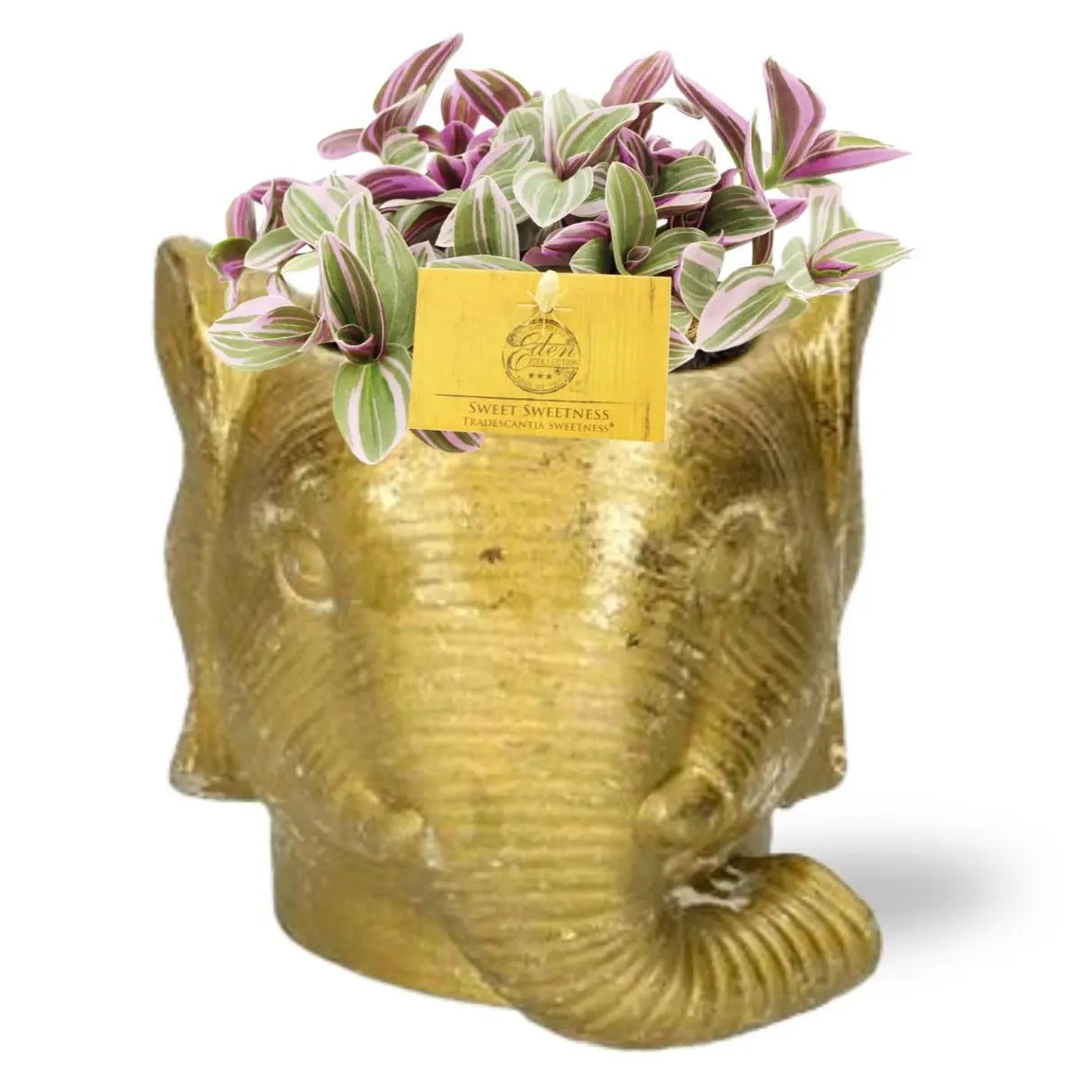 tradescantia-sweet-elefanten-topf-gold-gesamtansicht-1