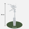 Wisteria floribunda Rosea Pink Rain im Ø15 cm Topf, ca. 65 cm hoch – Gesamtansicht