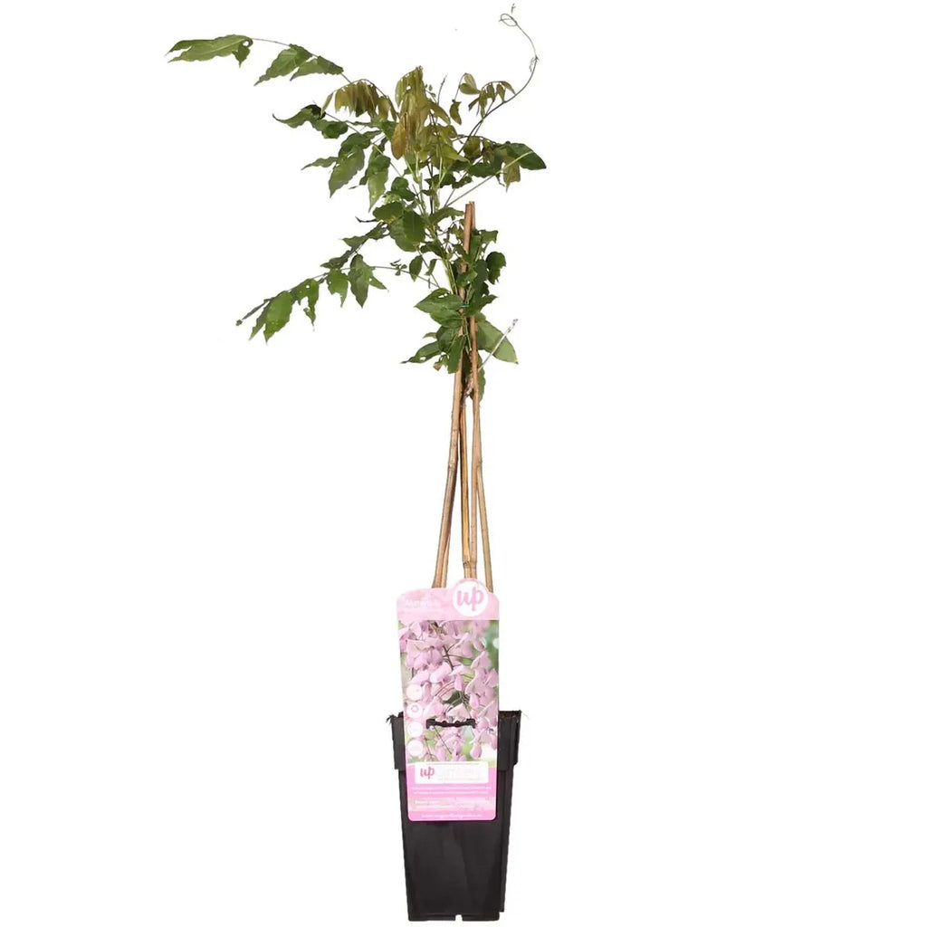 Blauregen rosa an Rankhilfe – Kletterwuchs für Pergola, Zaun oder Spalier