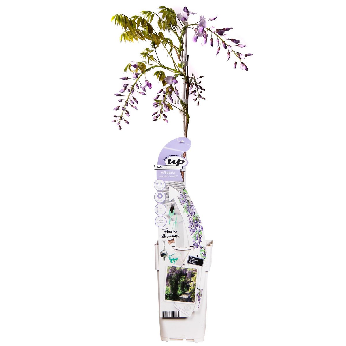Wisteria sinensis ‘Caroline’ Blauregen – Kletterpflanze im Topf, Ø15 cm