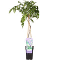 Wisteria sinensis Prolific Blauregen mit langen blau-lila Blütentrauben