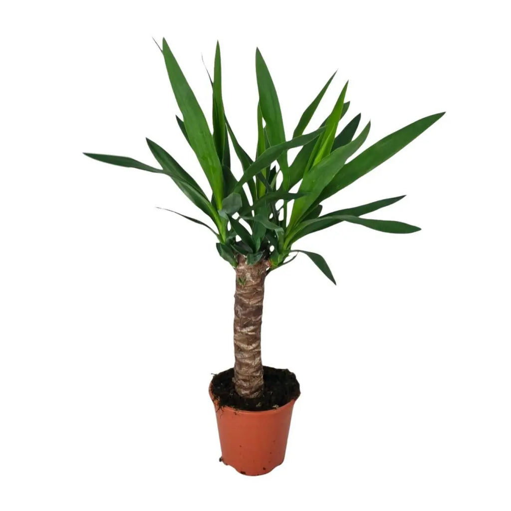 Yucca Pflanze – Detail der schwertförmigen, festen Blätter