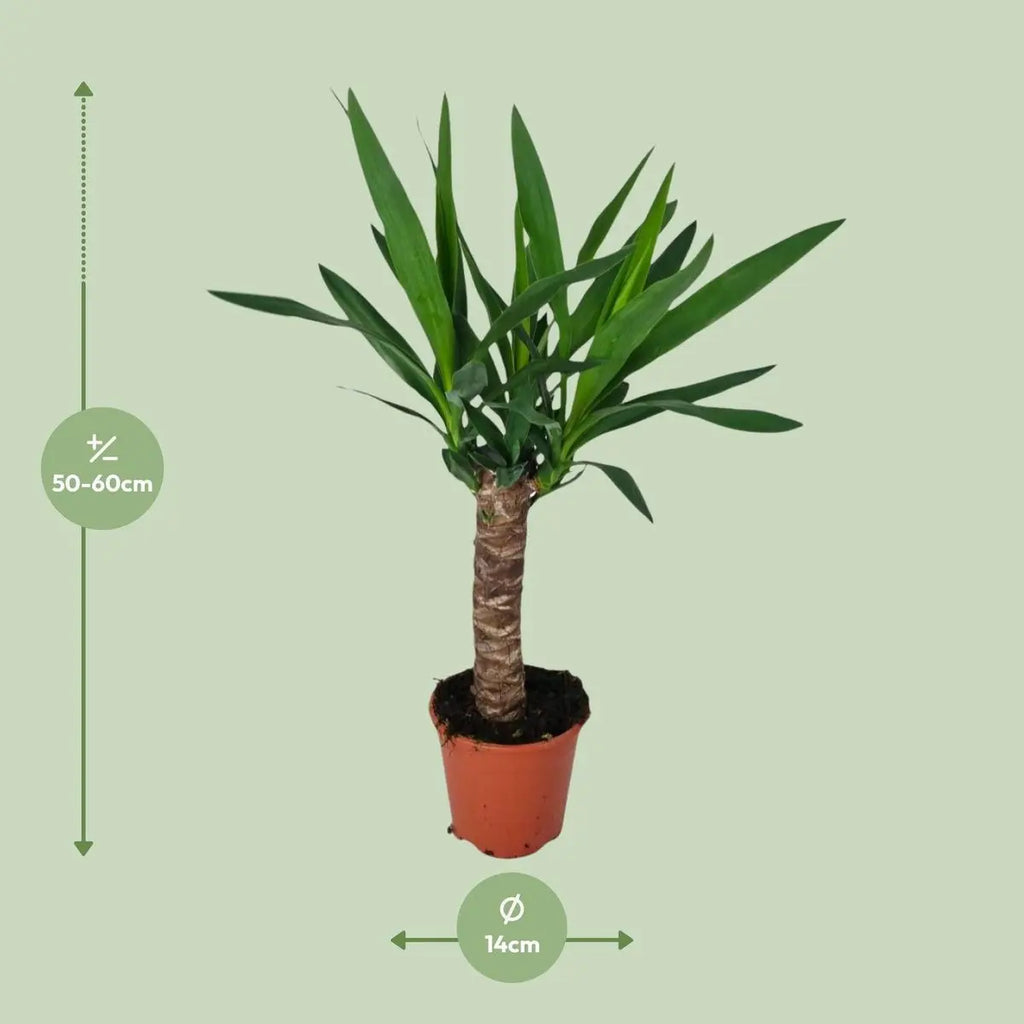 Yucca Zimmerpflanze ca. 60 cm – Gesamtansicht mit aufrechtem Wuchs