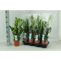 8 x Zamioculcas zamiifolia (Glücksfeder) im Ø14 cm Topf freigestellt auf weißem Hintergrund, ca. 65 cm