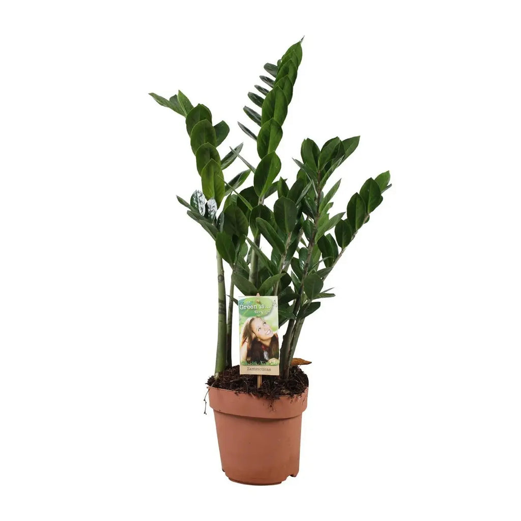 zamioculcas-zamiifolia-gluecksfeder-17cm-freigestellt-weiss-70cm