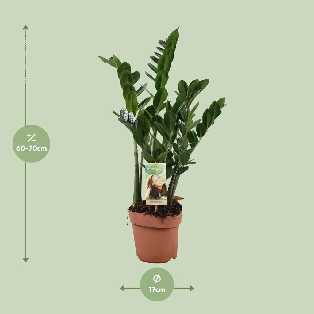 zamioculcas-zamiifolia-lieferhoehe-70cm-groessenvergleich