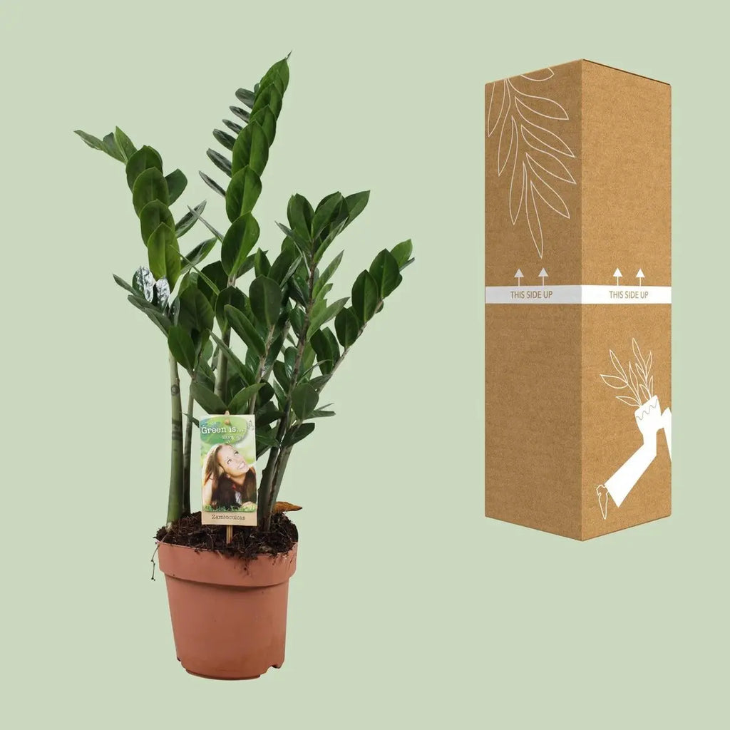 zamioculcas-zamiifolia-sichere-versandverpackung-17cm