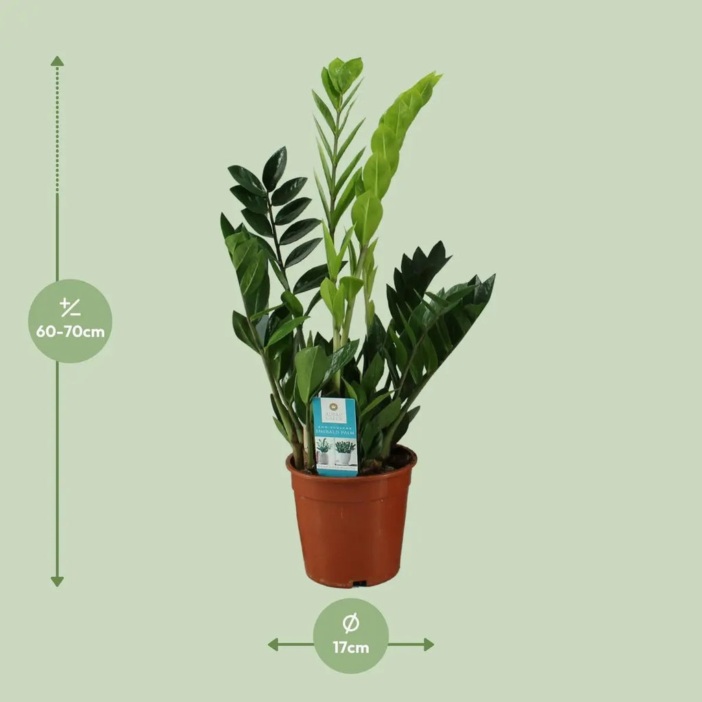 Zamioculcas zamiifolia (ZZ-Pflanze) Ø17 cm, ca. 65 cm – Gesamtansicht