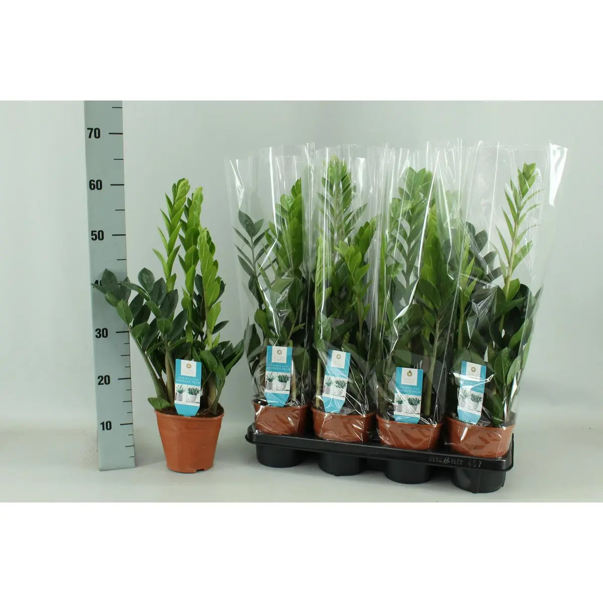 ZZ-Pflanze im Topf – robust, modern und dekorativ