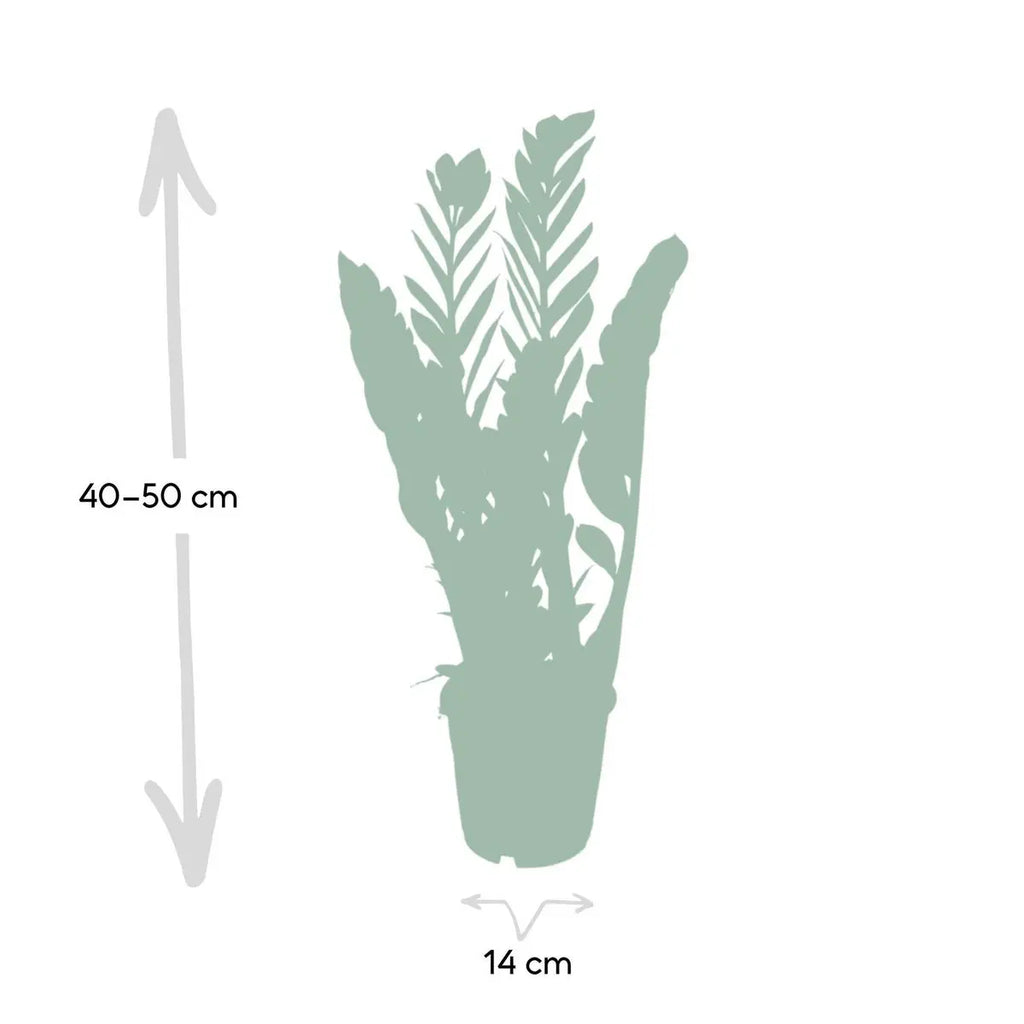 ZZ-Pflanze (Zamioculcas zamiifolia) im Anzuchttopf, Ø 14 cm, Höhe 65 cm – Gesamtansicht