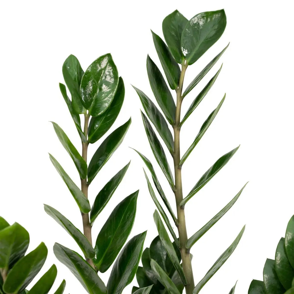 Zamioculcas zamiifolia – glänzende, dunkelgrüne Blätter in Nahaufnahme