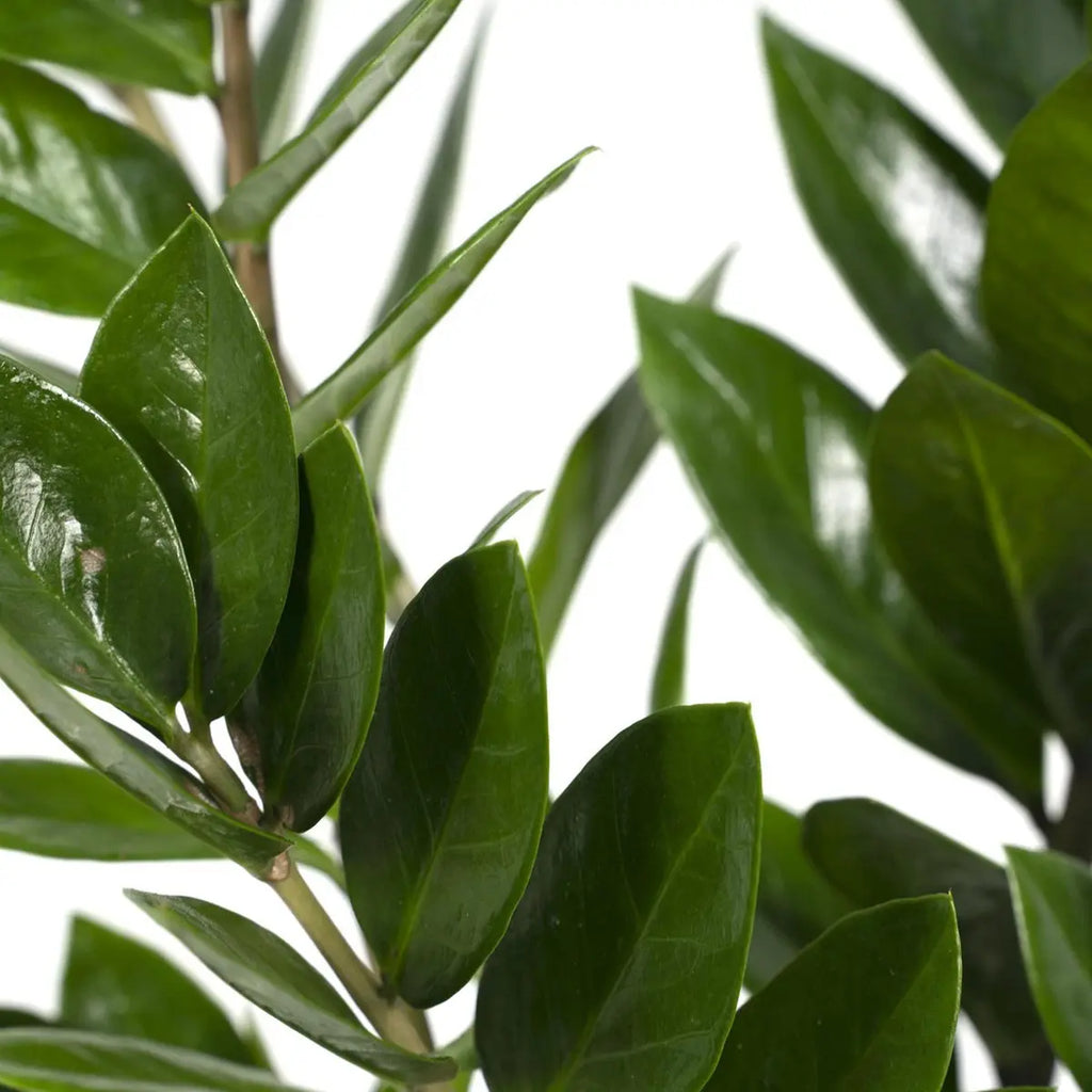 Zamioculcas zamiifolia – glänzende, dunkelgrüne Blätter in Nahaufnahme