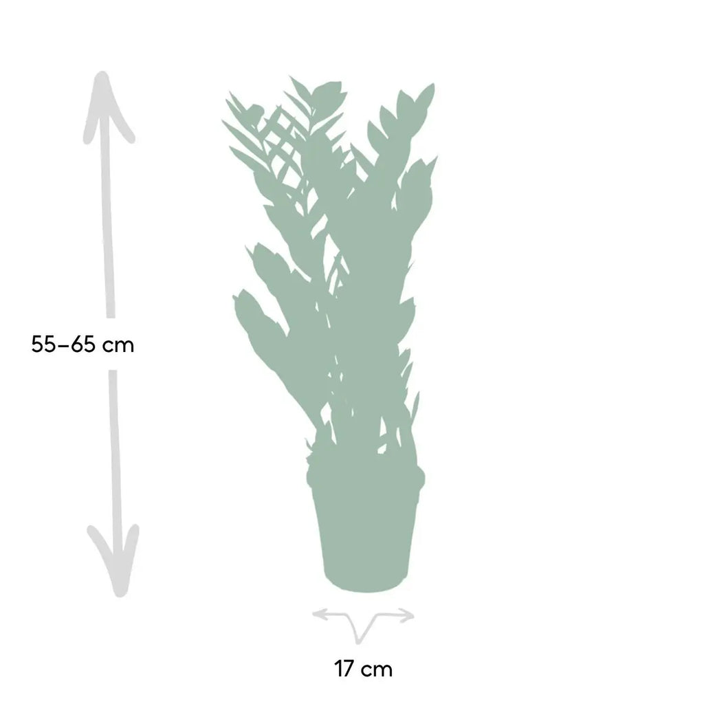 ZZ-Pflanze (Zamioculcas zamiifolia) im Anzuchttopf, Ø 14 cm, Höhe 65 cm – Gesamtansicht